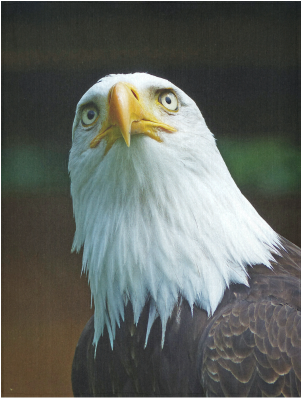 American Bald Eagle Head 001 01 Cotton Linen Wall Tapestry - Amerikanischer Weißkopfseeadler-kopf Karte (500x500), Png Download