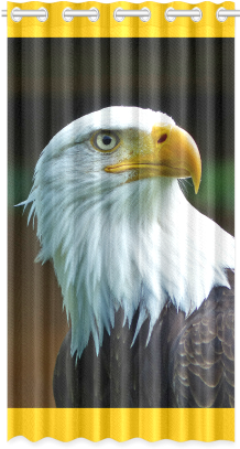 Bald Eagle Head 001 - Antonio Marras (500x500), Png Download