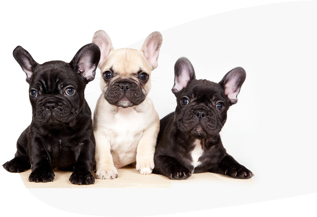Scroll Down - Cachorros Bulldog Frances (1023x700), Png Download