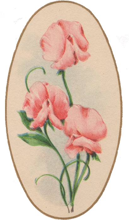 Sweet Pea Vintage Free Png Image - Vintage Sweet Pea (409x764), Png Download