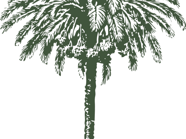 Date Palm Clipart Big - Date Palm Tree Drawing (640x480), Png Download