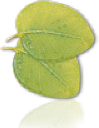 Leaf (500x500), Png Download