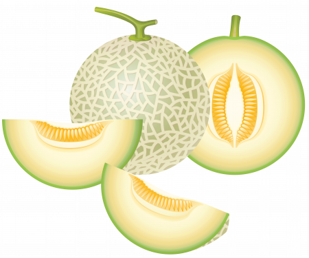 Honey Dew Melon Clipart - Melon Png (450x375), Png Download