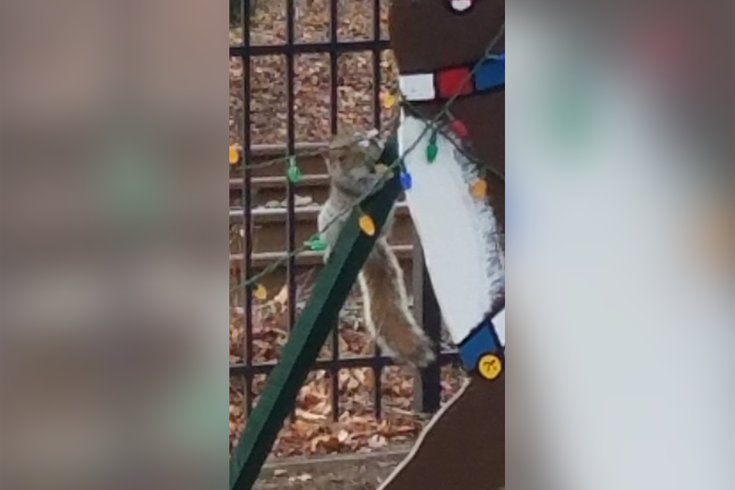 Sea Girt Squirrel Christmas - Squirrel Eating Christmas Light (735x490), Png Download