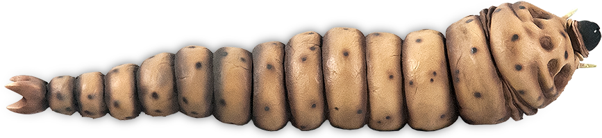 Mothralarvae-top - Wood (920x206), Png Download