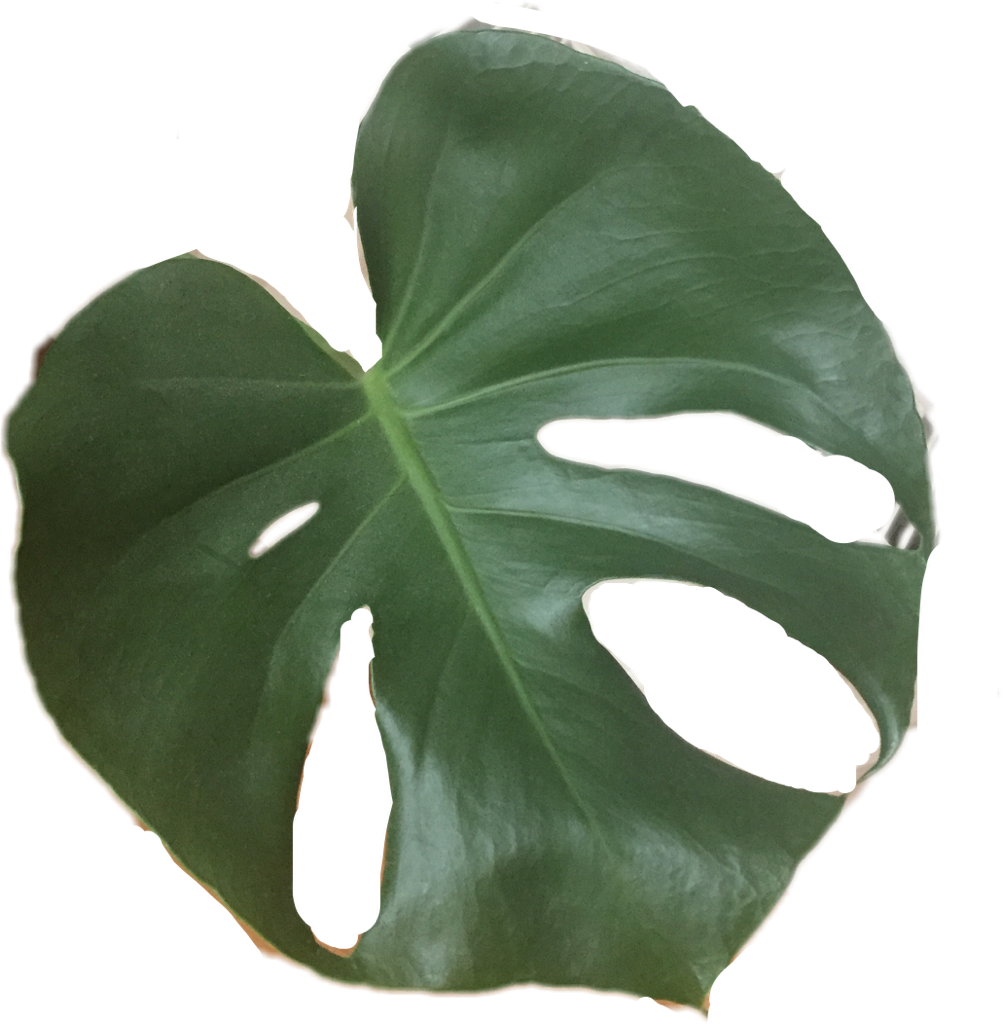 Monstera Drawing Tropical Flower - Plants (1003x1024), Png Download