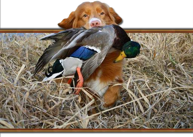 You Will Enjoy The Crisp Fall Air & Breathtaking Colors - Canadian Duck Hunter (657x466), Png Download