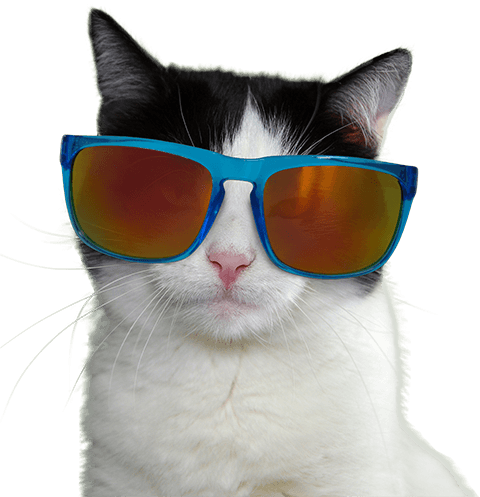Meow - Cat (480x497), Png Download
