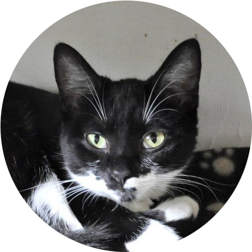 Lost Cats - Black Cat (514x514), Png Download