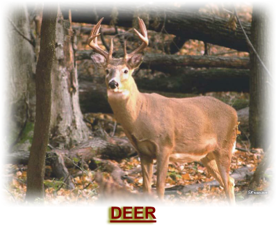 Outdoor Mike's Deer Hunting Recorder Logbook: Keep (456x357), Png Download