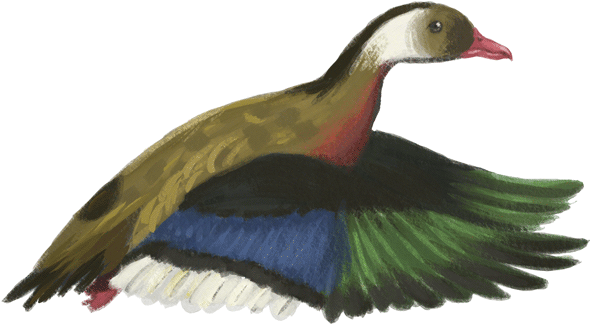 Brazilian Duck - Mallard (591x472), Png Download