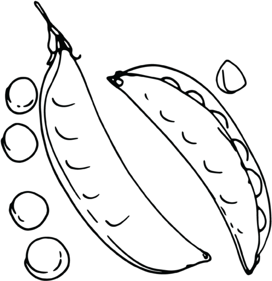 Sugar Snap Pea Farmbelly - Snap Pea (1000x1200), Png Download
