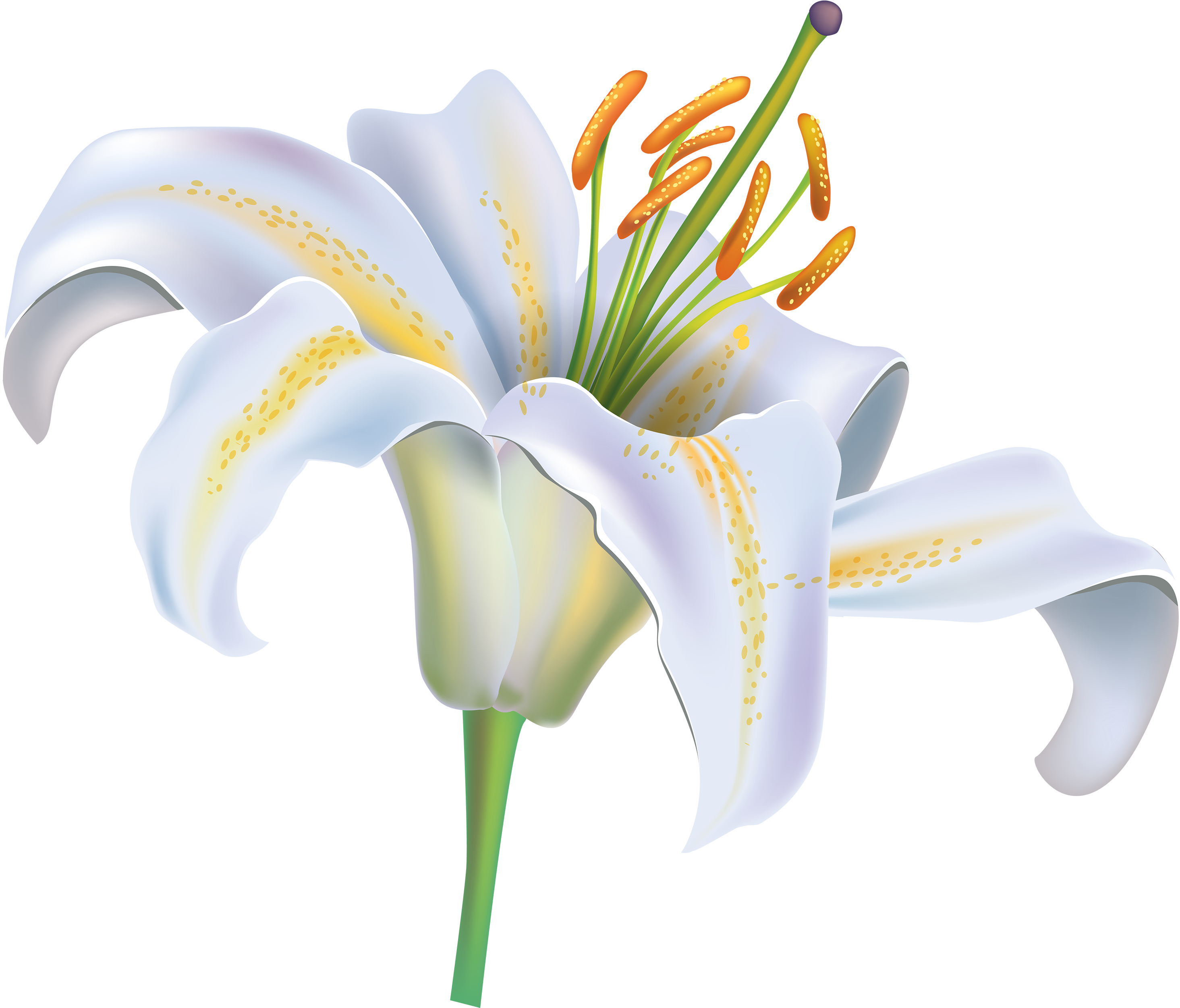 White Flower - White Lily Flower Png (3000x2563), Png Download