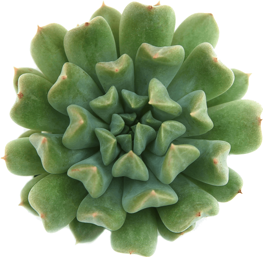 Echeveria 'irish Mint' Succulents - Succulent Plant (1024x1024), Png Download