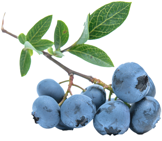Blueberries Png - Blueberry No Background Png (960x640), Png Download