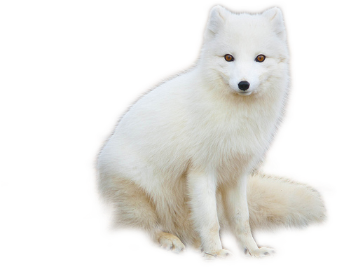 Arctic Fox Png Hd - Arctic Fox Png (640x427), Png Download