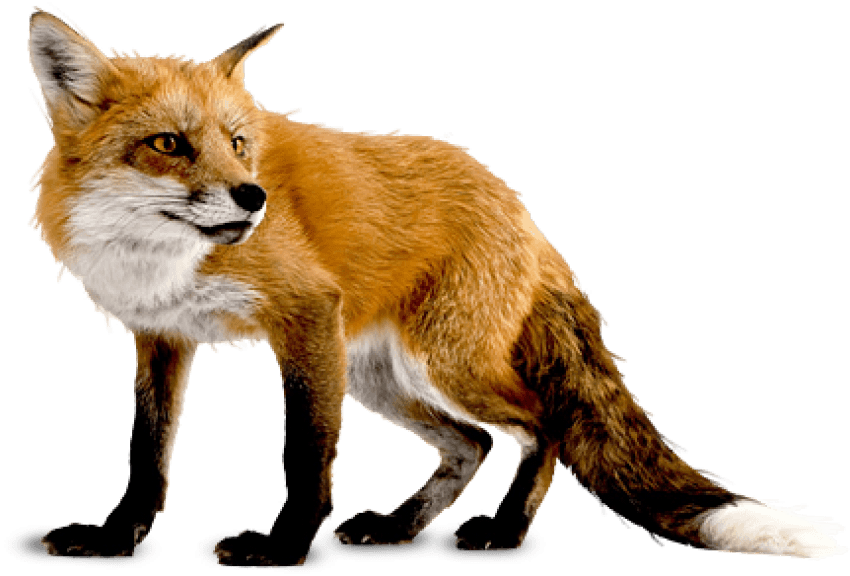 Free Png Fox Png Images Transparent - Fox Png (850x576), Png Download