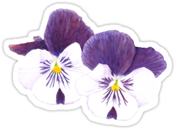 "white And Purple Pansies Flowers" Sticker By Savousepate - White And Purple Pansy Flower (375x360), Png Download