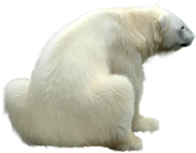 Download - Polar Bear Sitting Png (650x513), Png Download