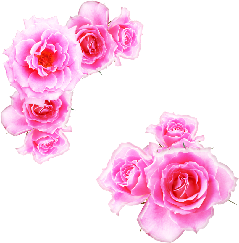 Pink Rose Clipart Pink Gold - Kewra Water (900x913), Png Download