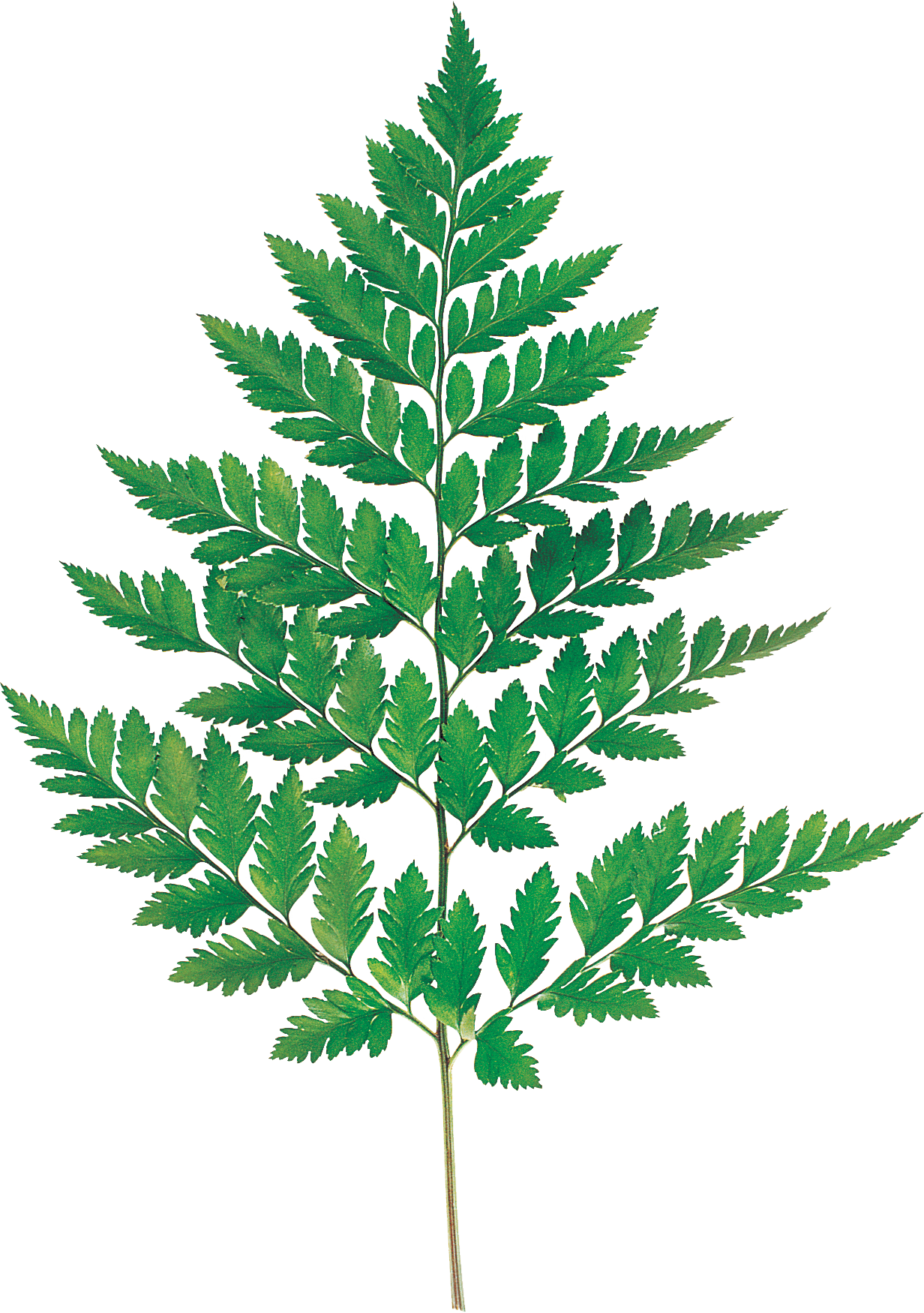 Flores - Fern Leaves Leaf Watercolor Fern (1232x1750), Png Download