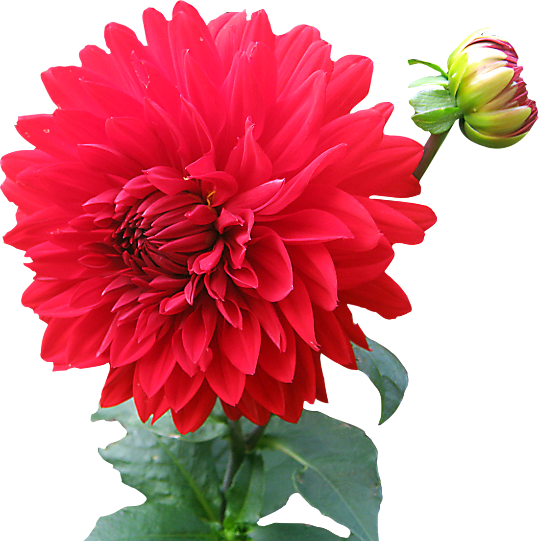 Dahlia Flower Png Image - Dahlia Flower Images Png (1100x1105), Png Download