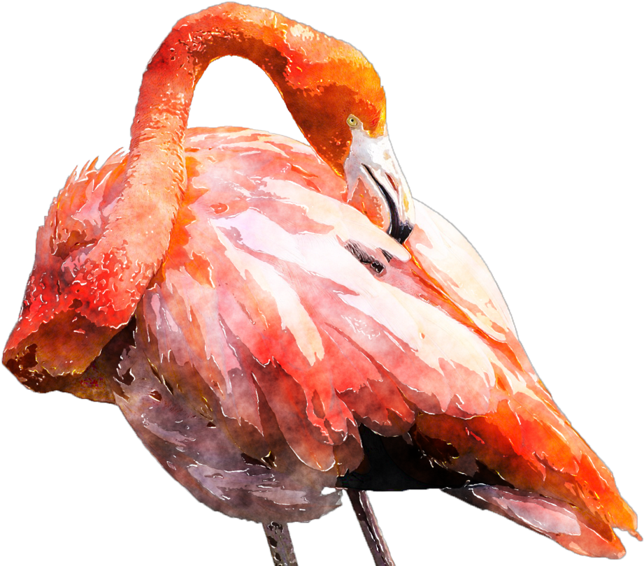Download Graphic Transparent Flamingo Clipart Watercolor - Watercolor ...