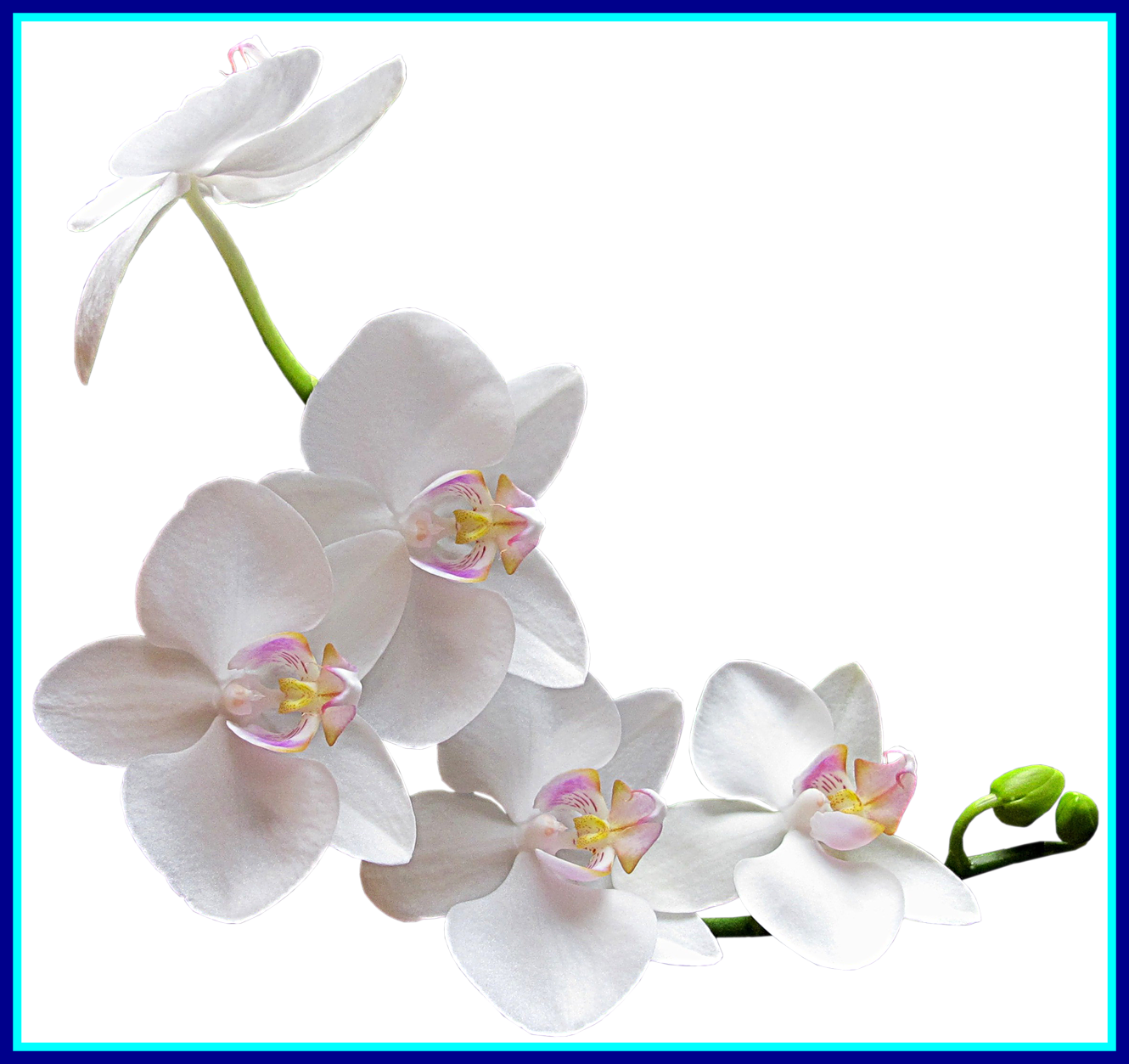 Marvelous Watercolor Orchidflower Of (1330x1253), Png Download
