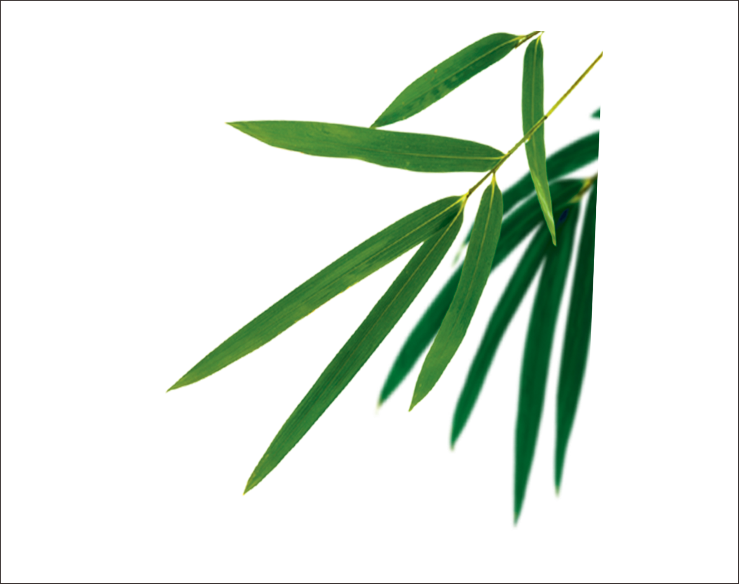 Bamboo Leaves Vector - Dragon Boat Festival (2503x1978), Png Download