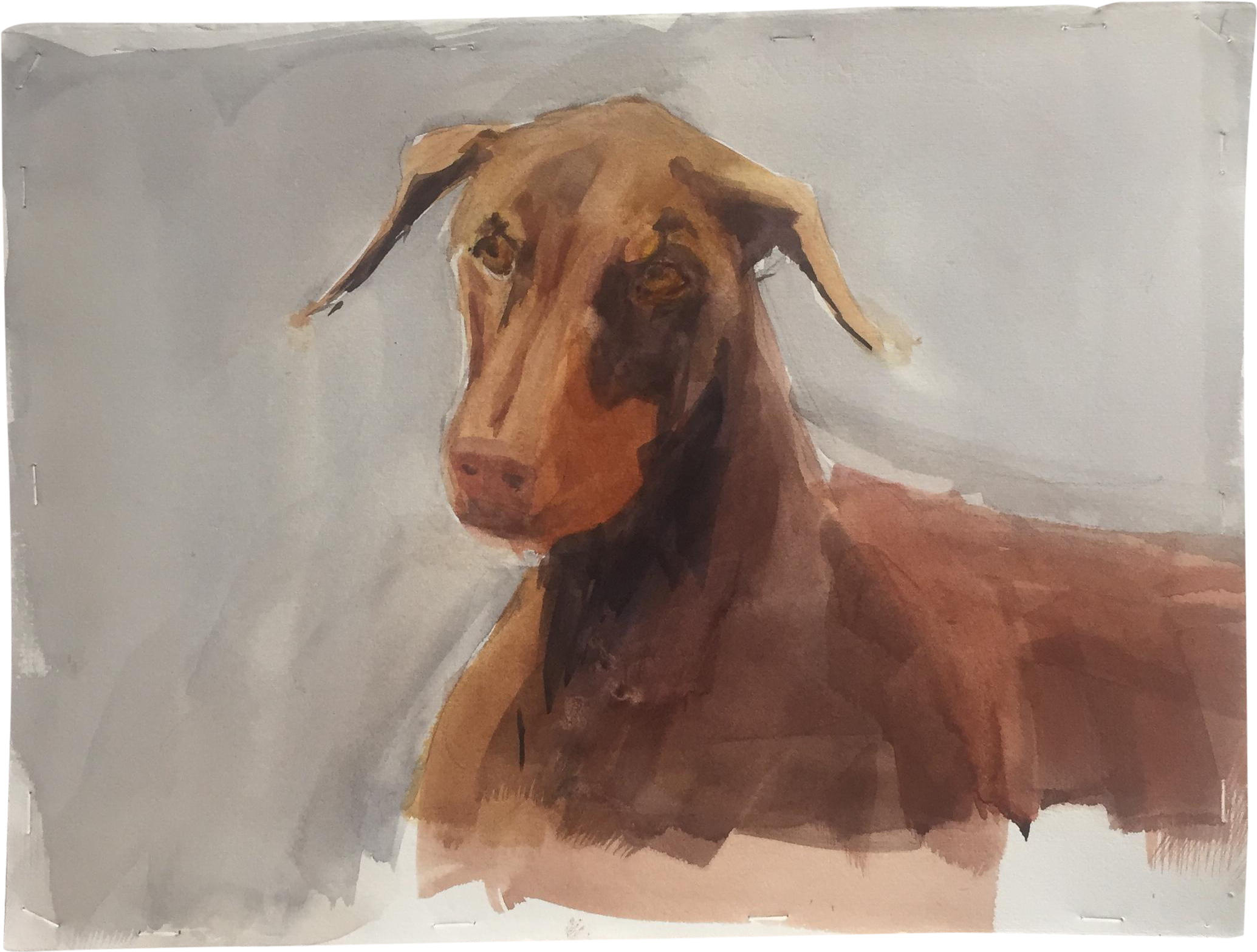 Original Doberman Dog Watercolor Painting - Watercolor Painting (2298x1740), Png Download