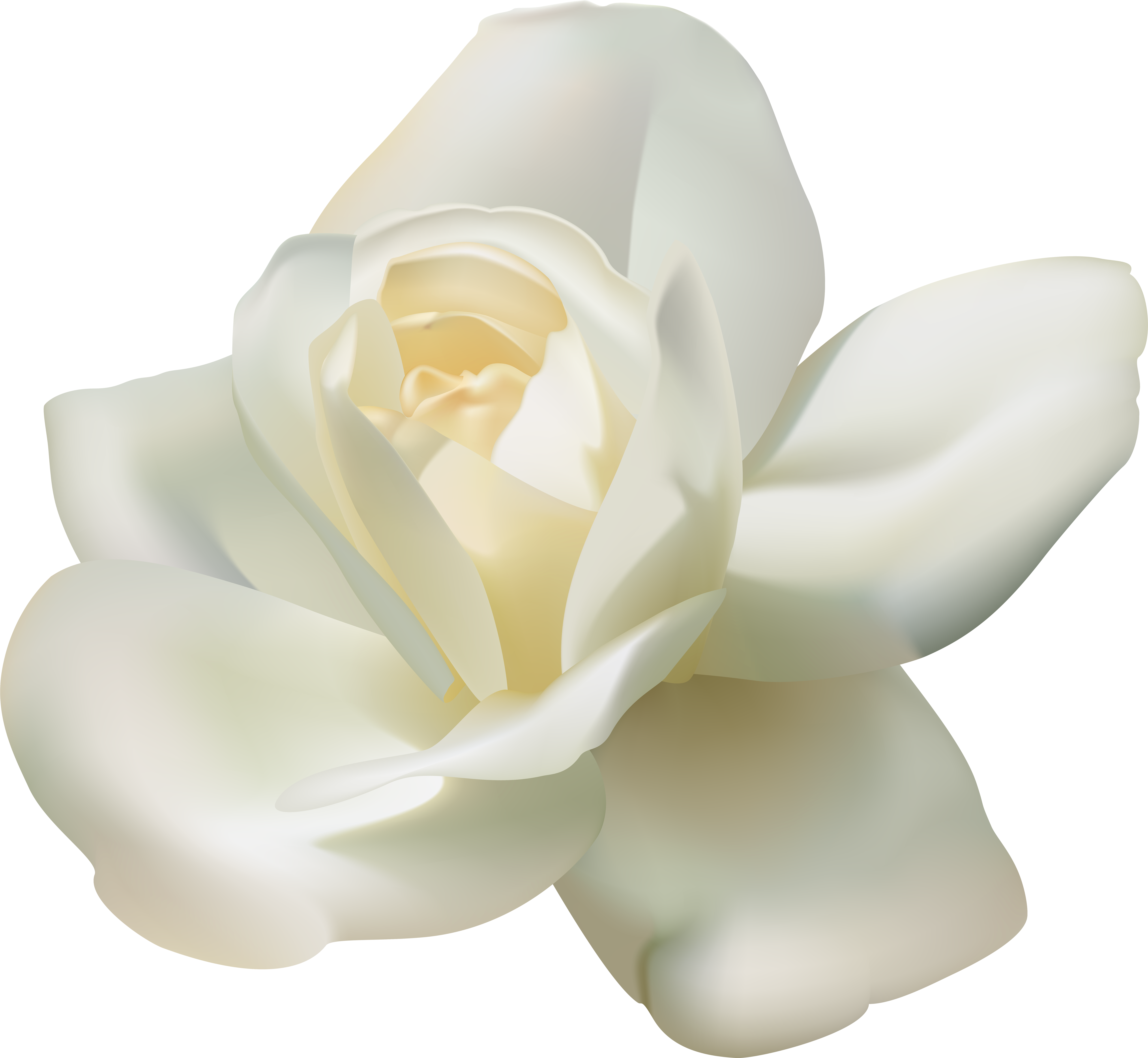 White Rose Png (600x551), Png Download
