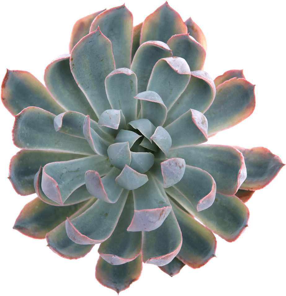 Succulent Plant Png - Succulent Plant (1024x1024), Png Download