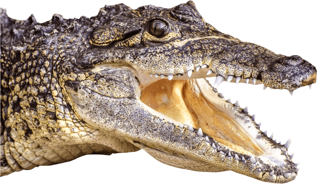 Crocodile Head Left - Png Crocodile (1347x966), Png Download