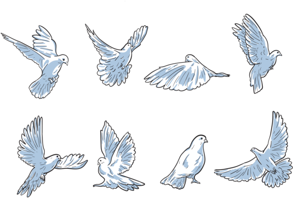 Free Hand Drawn Paloma Vectors - Poultry (700x490), Png Download