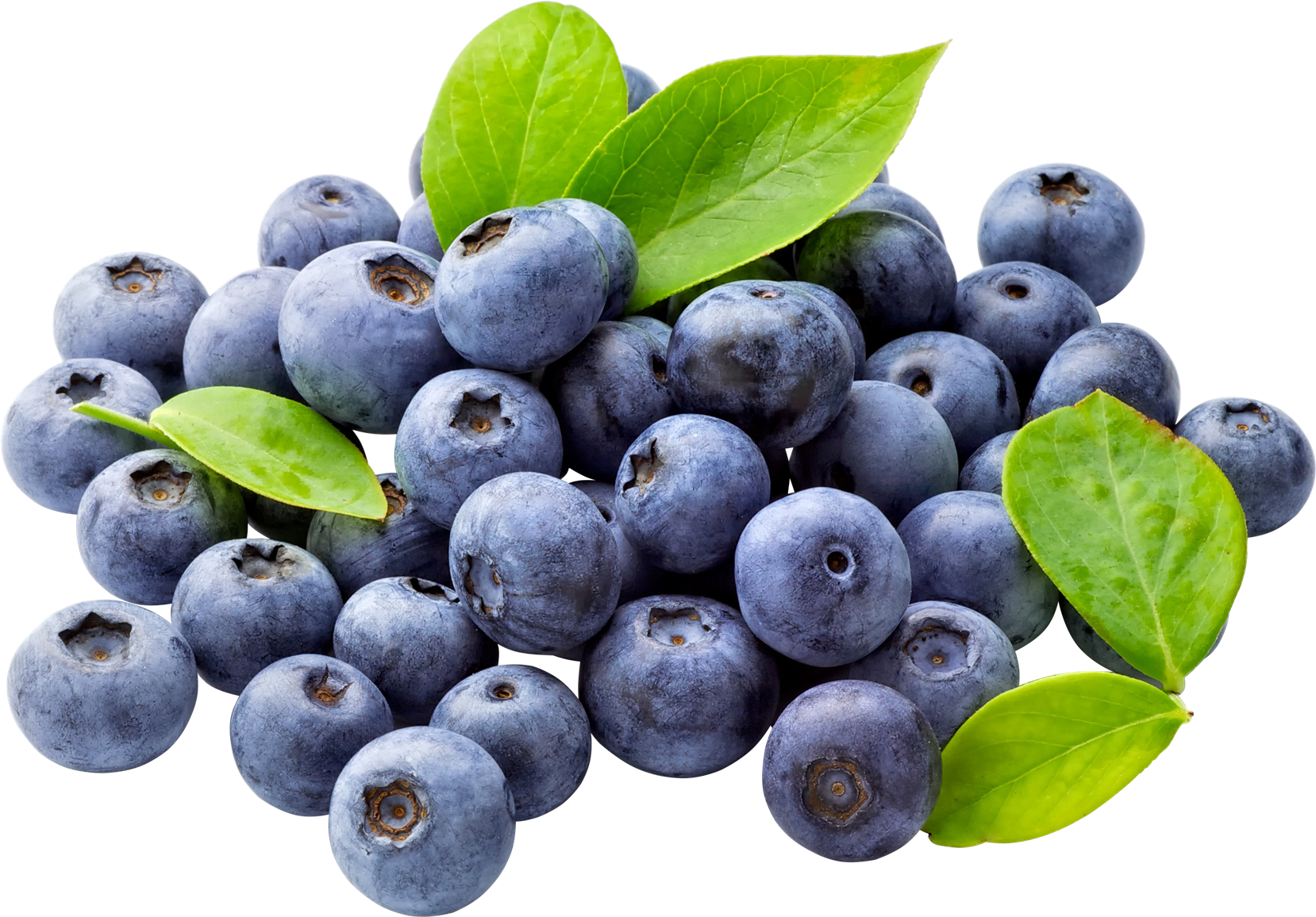Blueberry Png Free Download - Blueberry Clipart (1658x1156), Png Download