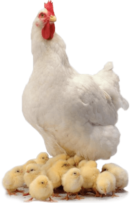 Chicken Family - Gallina Con Pollitos Png (448x709), Png Download