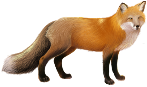 Download - Fox Png (499x303), Png Download