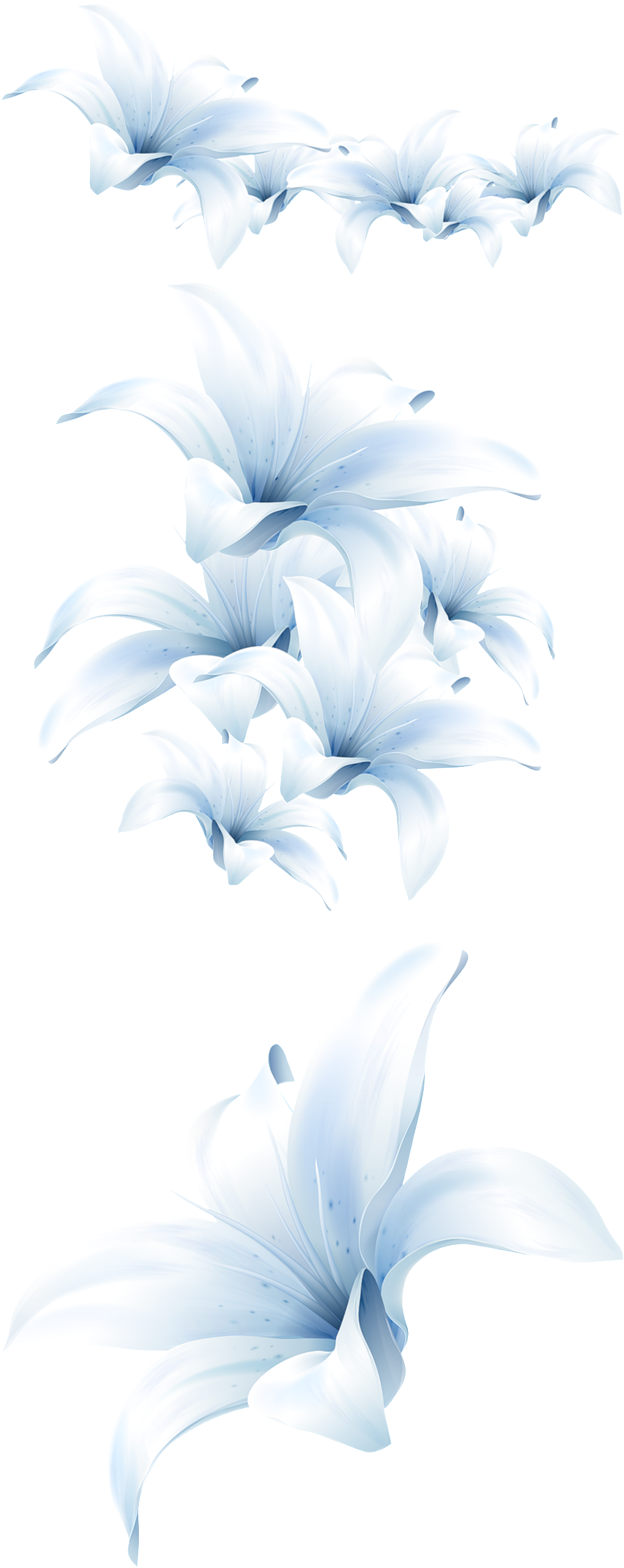 Elegant Watercolor Flowers Transparent - Lily (1024x2610), Png Download