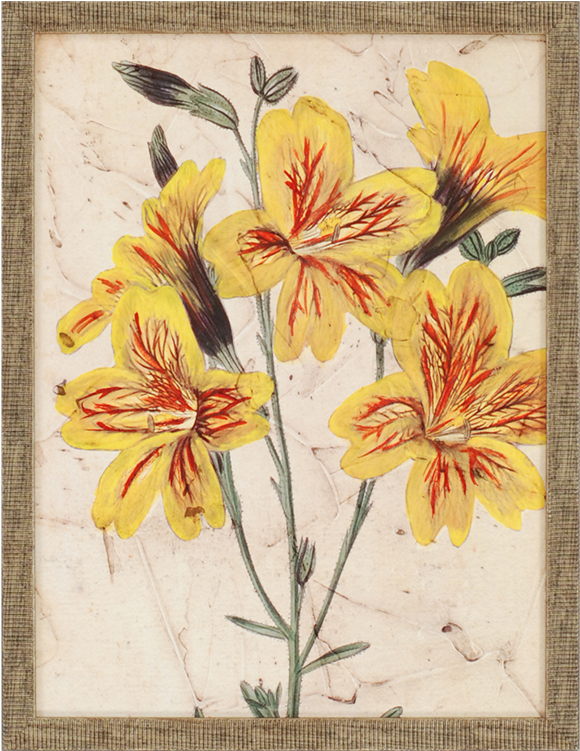 Vision Studio - Curtis Blooms In Yellow Iv (750x750), Png Download