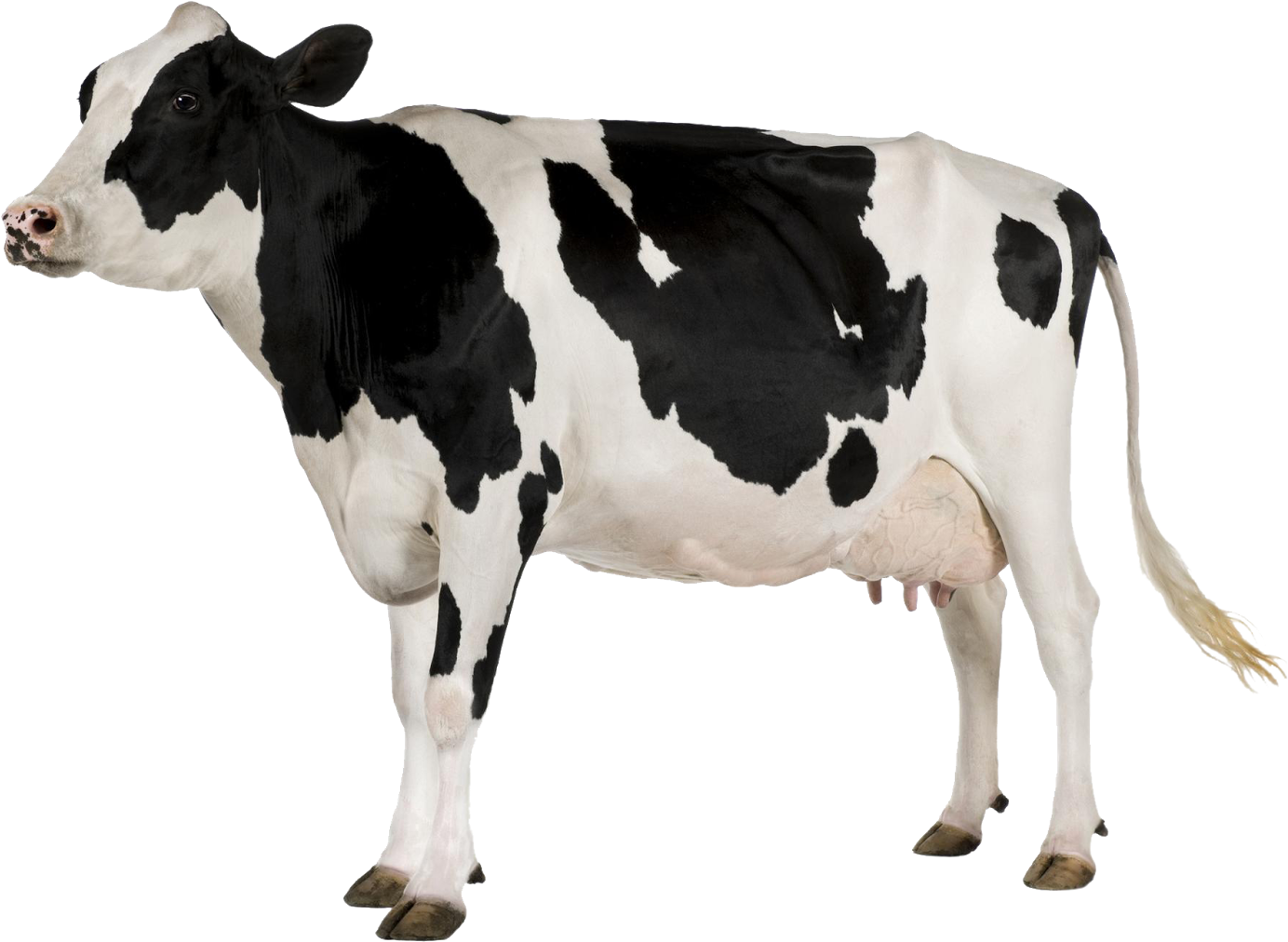 Black And White Cow Png - Cow Transparent (1024x770), Png Download