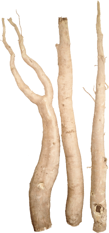 At Rainforest Herbs We Have 20 Years Experience In - Tongkat Ali Root Png (385x800), Png Download