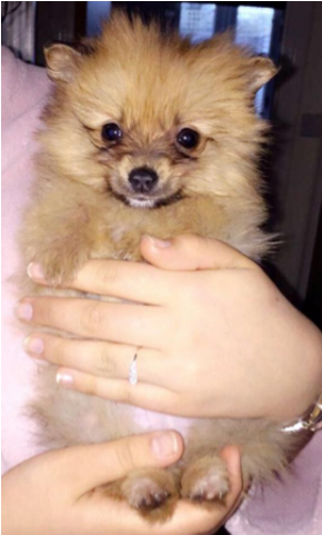 Teacup Pomeranian Puppy 8 Weeks Old - Dog (640x480), Png Download