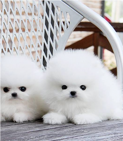 Loving And Playful Pomeranian Puppies 260-0281 - Puppy Dogs In Pakistan (640x480), Png Download