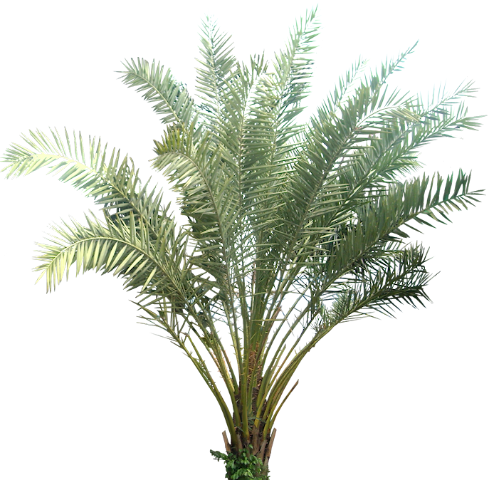 Tropical Plant Pictures - Transparent Background Plants Png (687x674), Png Download