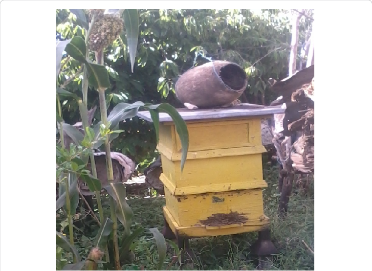 Types And Placement Of Beehive - Lymnaeidae (761x554), Png Download