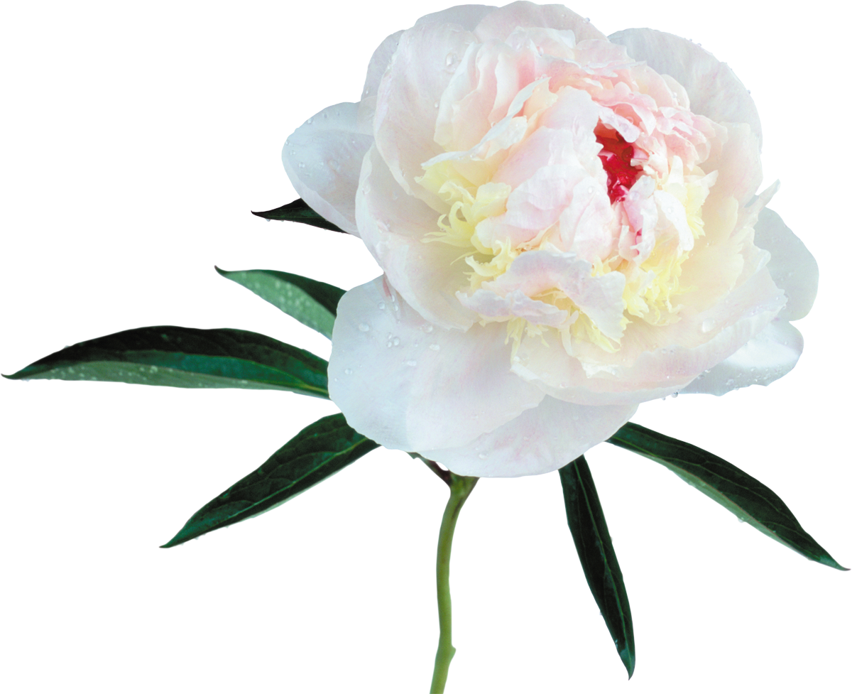 White Peony Flower Png (1024x834), Png Download