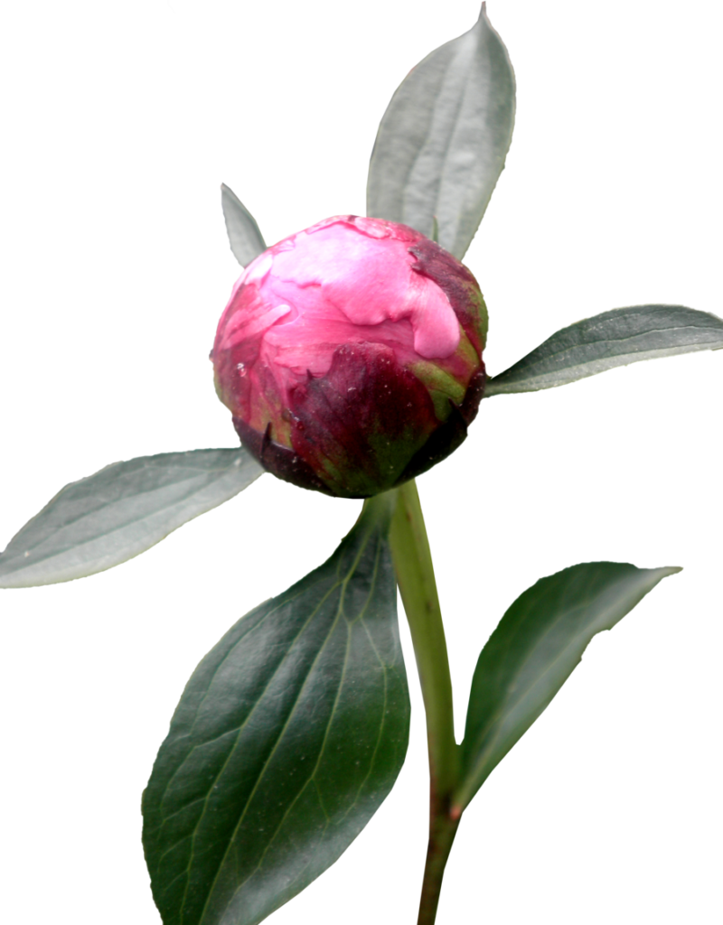 Download Amazing High-quality Latest Png Images Transparent - Peony Roses With Transparent Background (800x1024), Png Download
