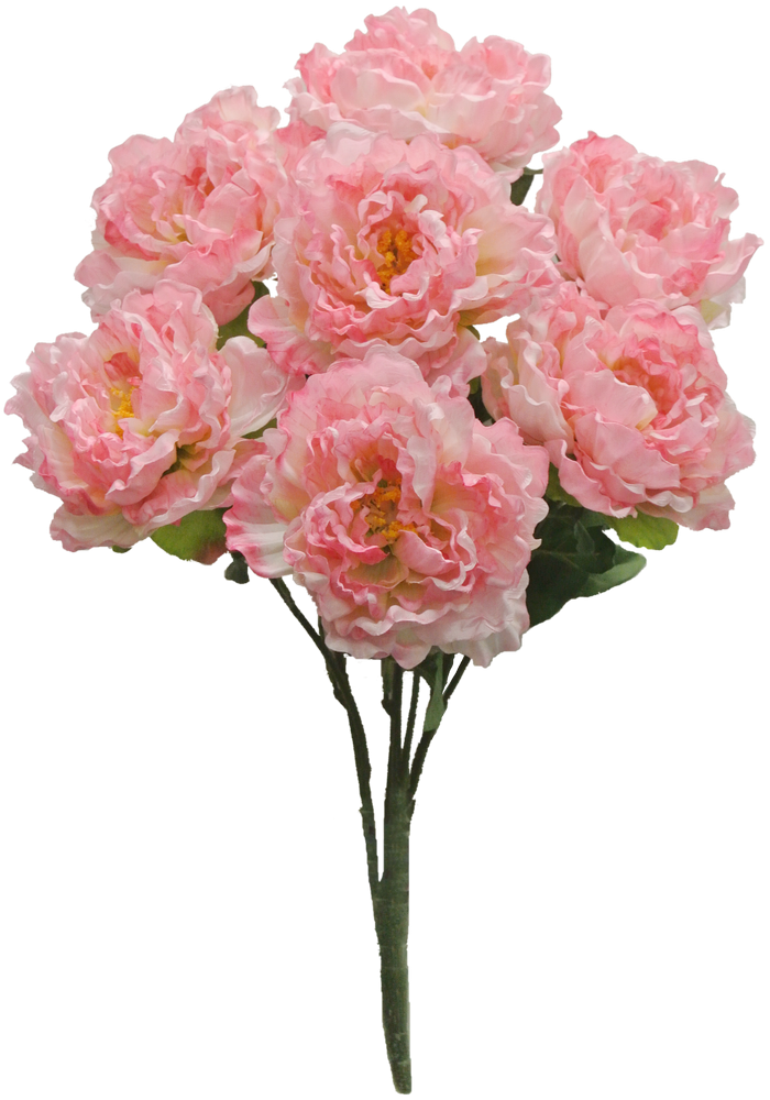 Pink Peony Bush X7 Sale Item - Paeoniaceae (700x1000), Png Download