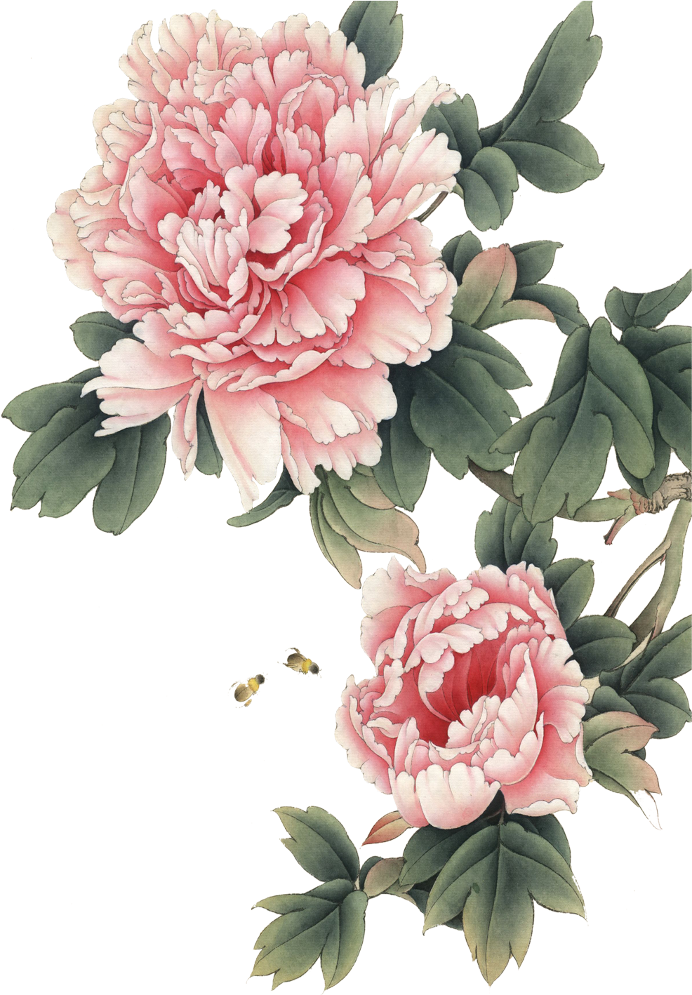 Gongbi Art Transprent Png Free Download Plant - Peony Png (1417x1417), Png Download
