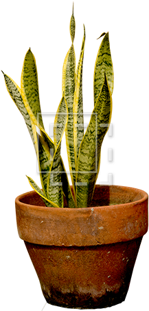 Indoor Or Outdoor Potted Plant - Drawing (450x450), Png Download